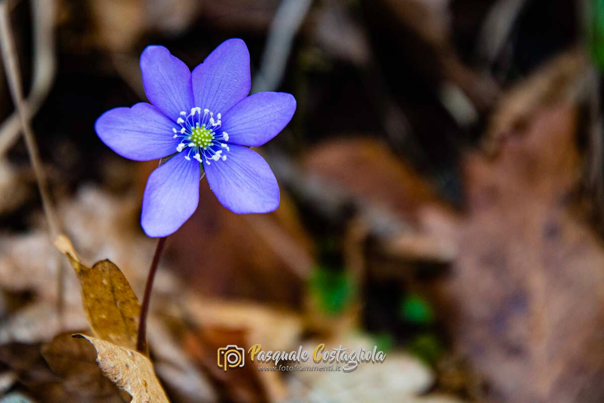 Hepatica nobilis
