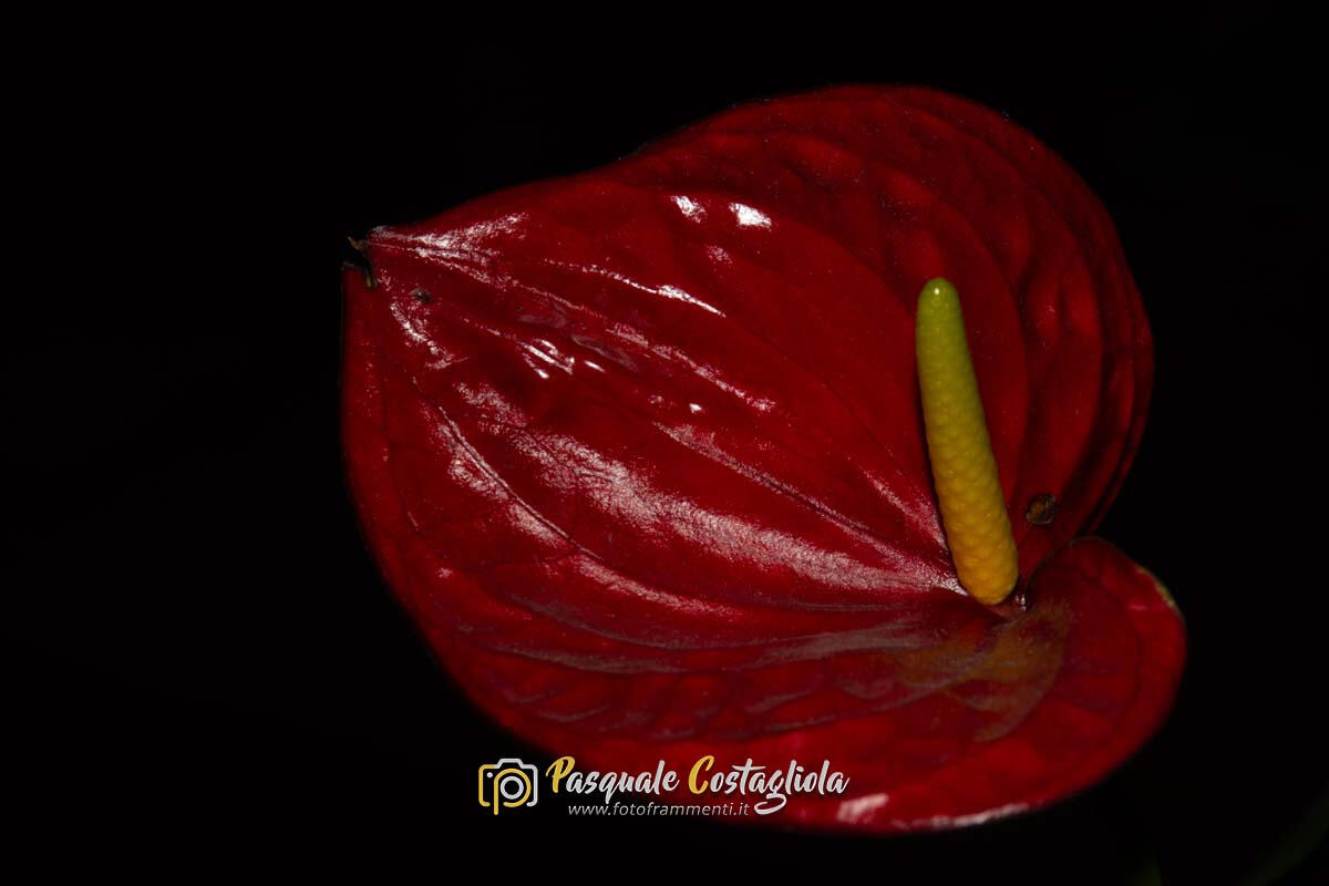 Anthurium