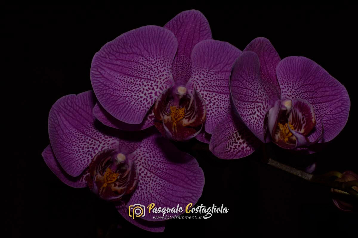 Orchidea viola