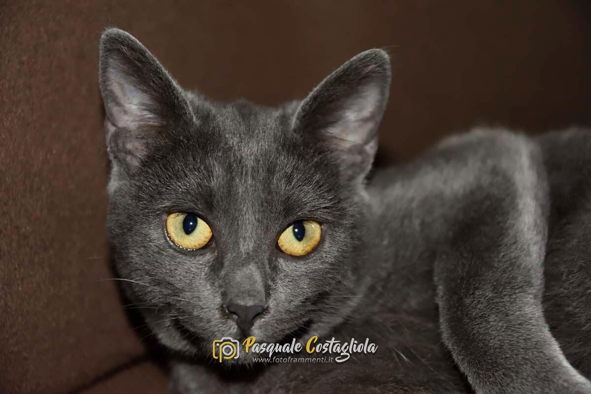 Maggie