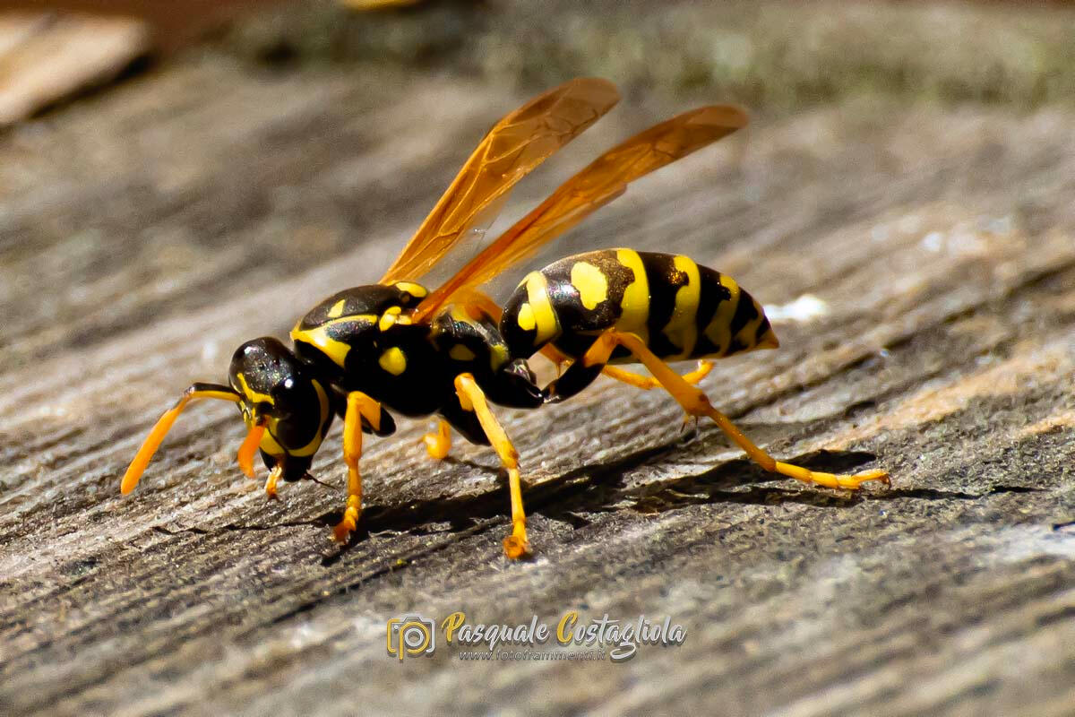 Vespa cartonaia