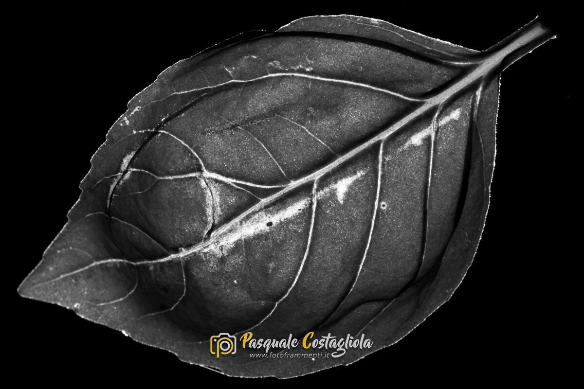 Clorofilla pura