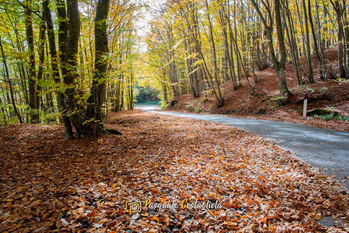 Curve d'autunno