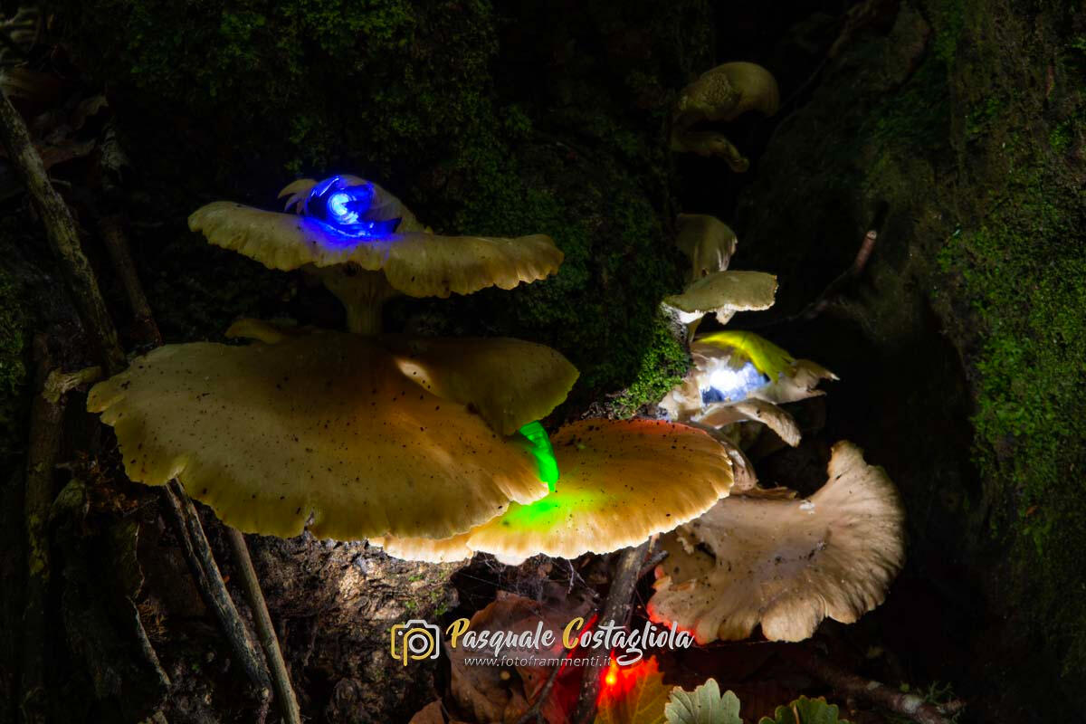 Il bosco incantato