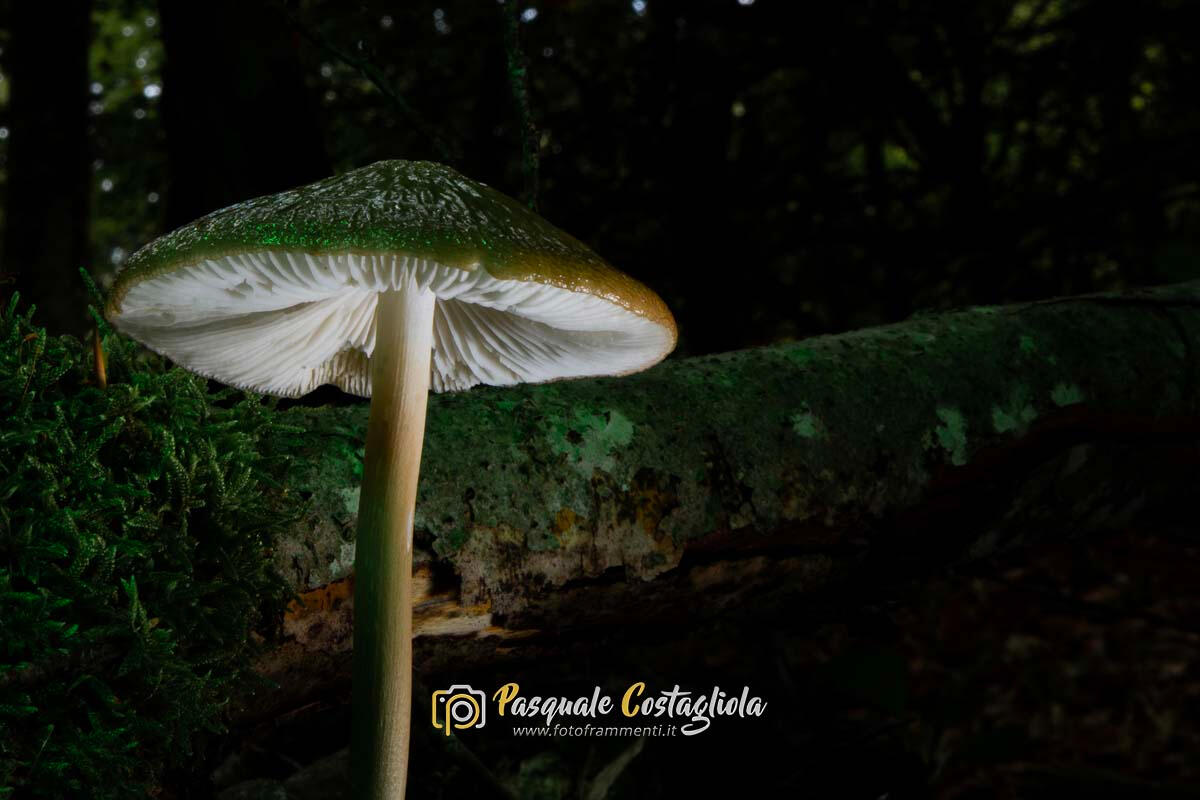 Il guardiano del sottobosco