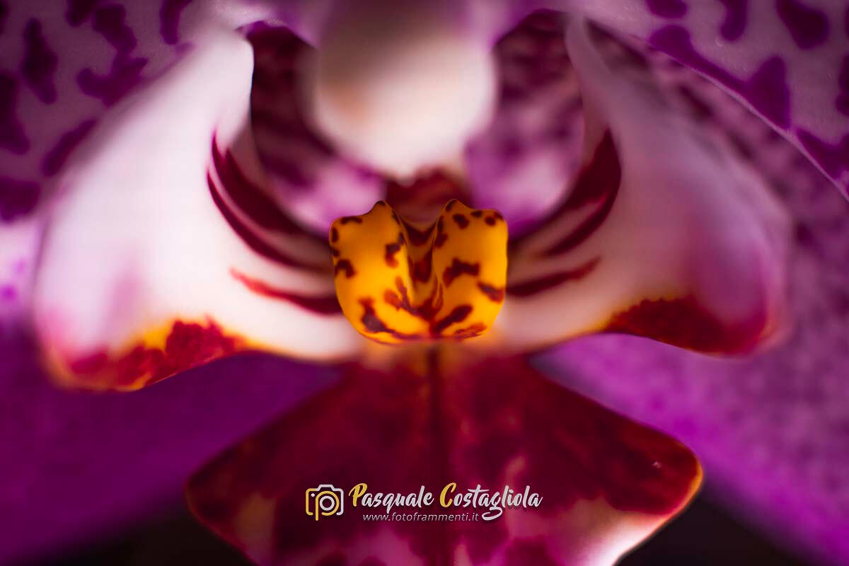 Cuore svelato