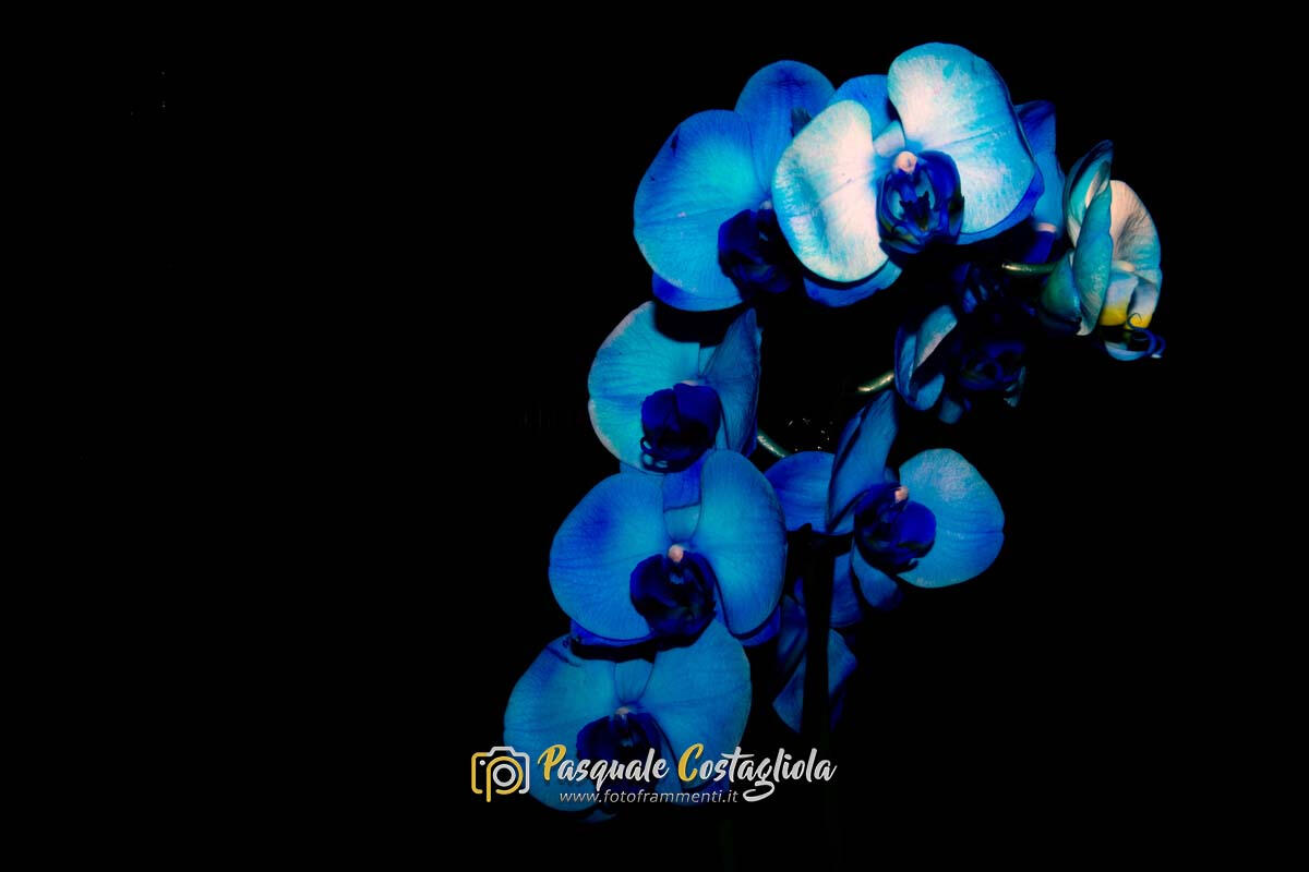 Orchidea blu