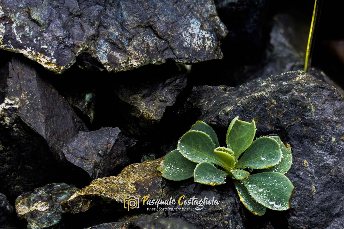 Saxifraga alpina