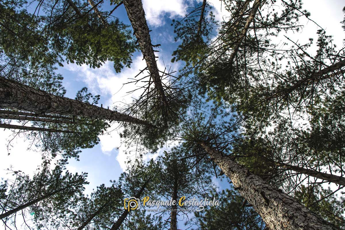 Il soffitto del bosco