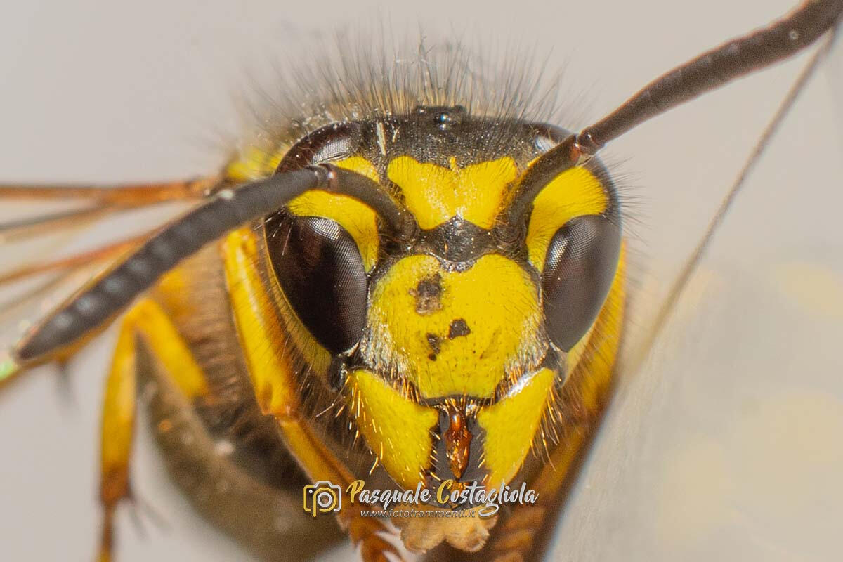 Vespula vulgaris
