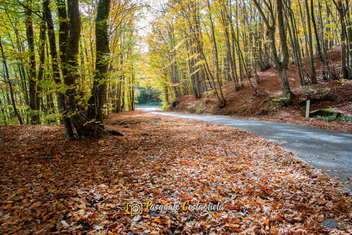 Curve d'autunno