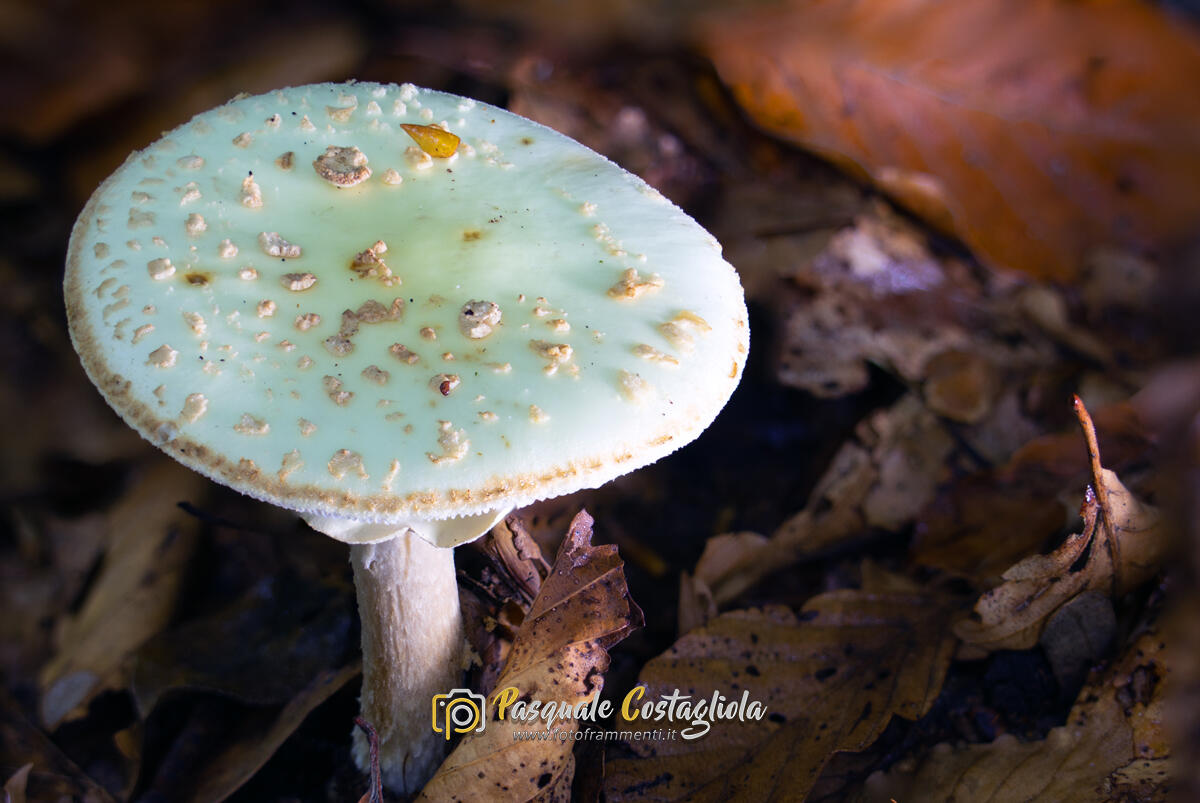 Amanita citrina